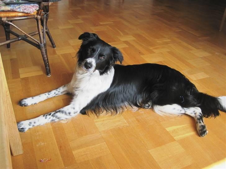 Blanding af racer Border Collie Milo - nu ligger jeg fint mor! :D vil du så godt kaste min bold ? billede 5