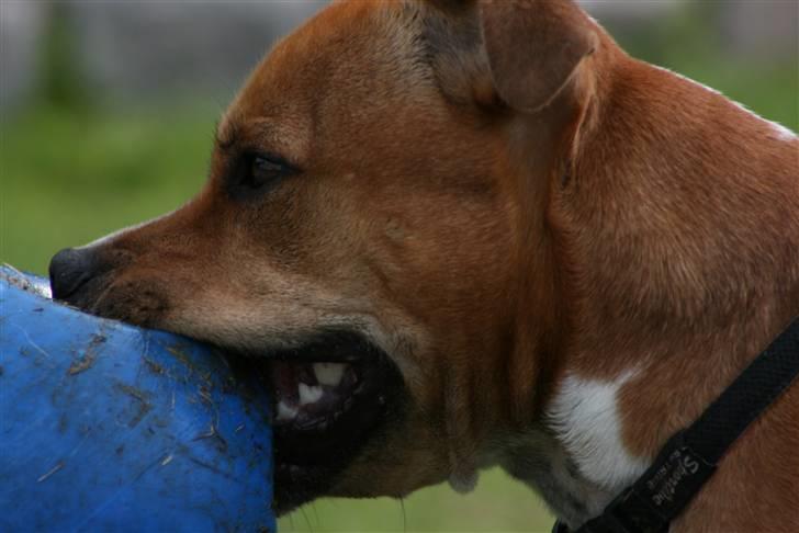 Staffordshire bull terrier Simba billede 11