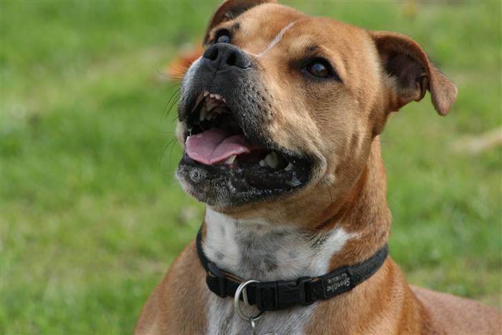 Staffordshire bull terrier Simba billede 12
