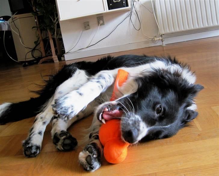 Blanding af racer Border Collie Milo - elsker at lege med bolden! billede 6