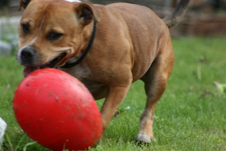 Staffordshire bull terrier Simba billede 13