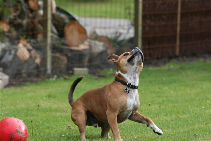 Staffordshire bull terrier Simba billede 14