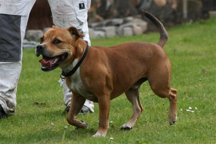 Staffordshire bull terrier Simba billede 15