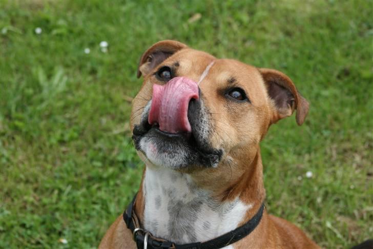 Staffordshire bull terrier Simba billede 16