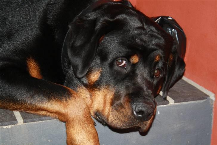 Rottweiler Freja billede 16