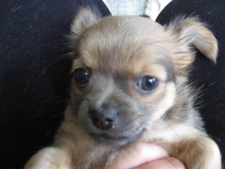 Chihuahua Zacha billede 1