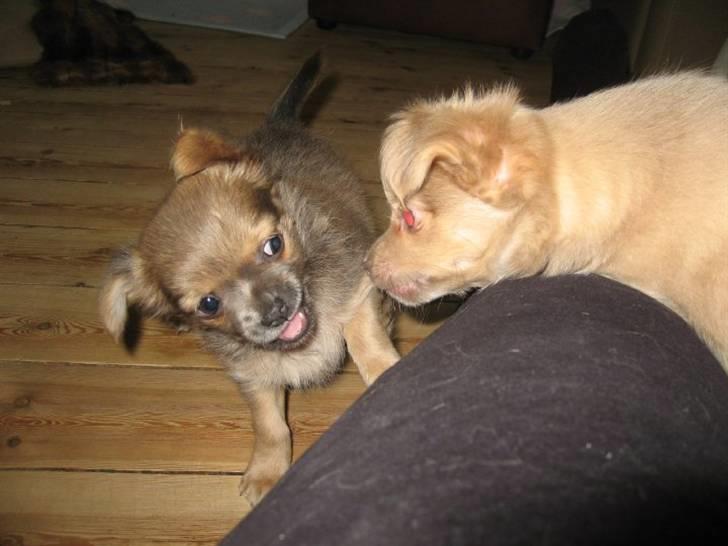 Chihuahua Zacha billede 2