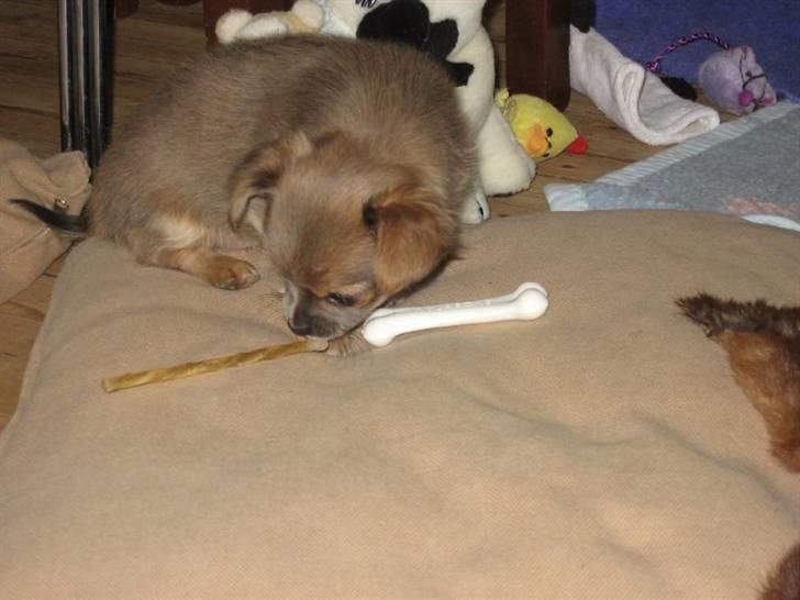 Chihuahua Zacha billede 3