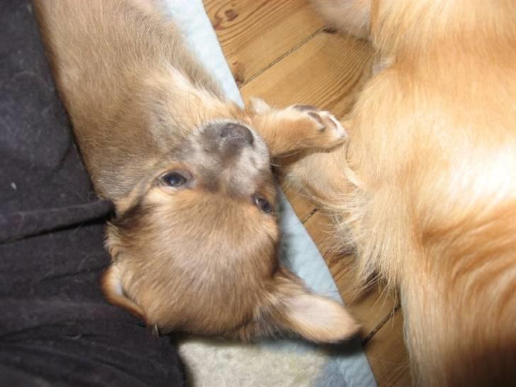 Chihuahua Zacha billede 4