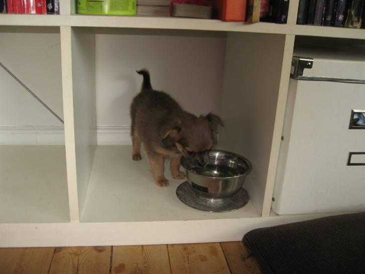 Chihuahua Zacha billede 5