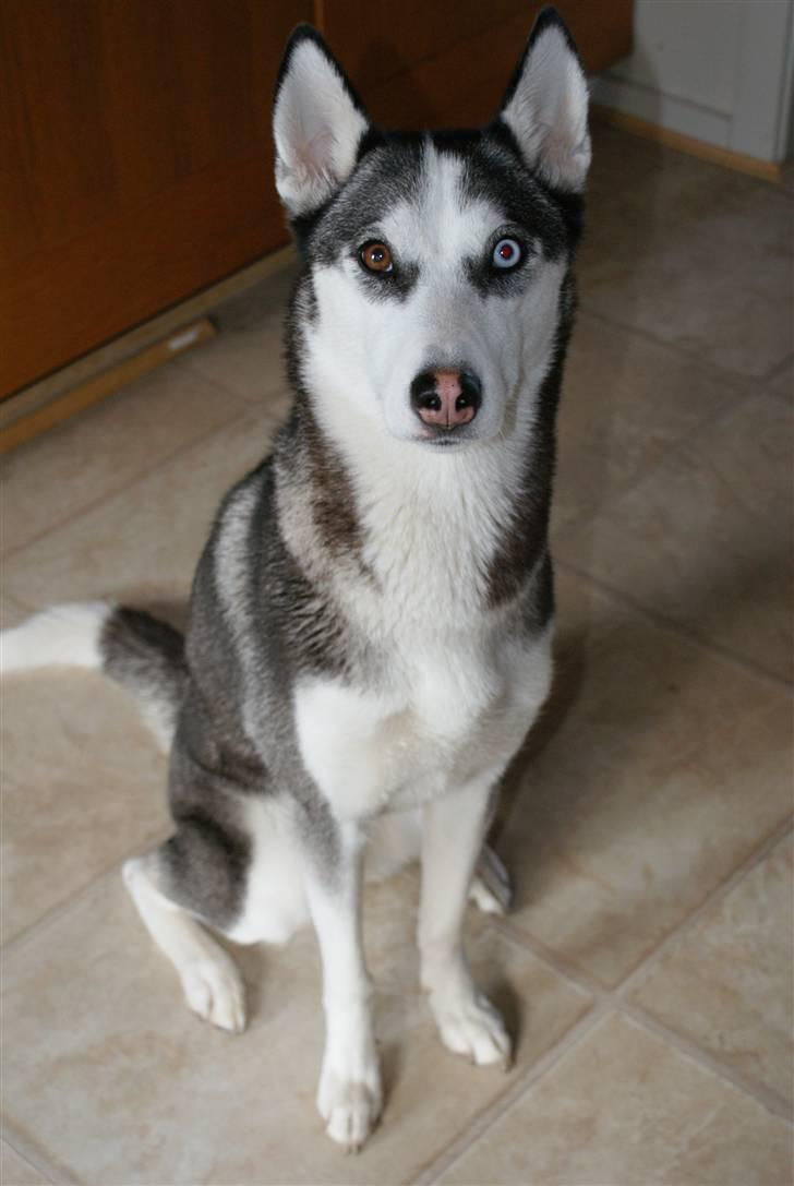 Siberian husky Sasha billede 20