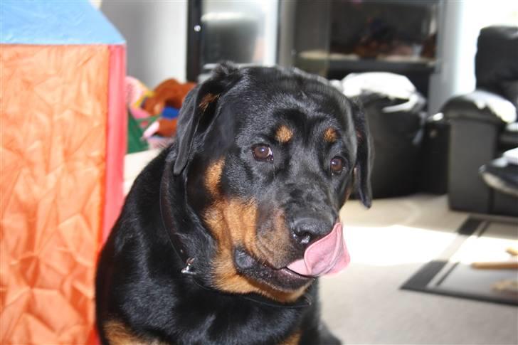 Rottweiler Freja billede 17