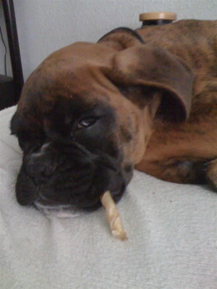 Boxer Balou  billede 13