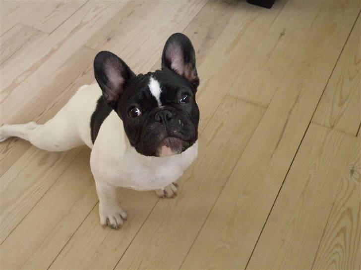 Fransk bulldog Sally billede 1