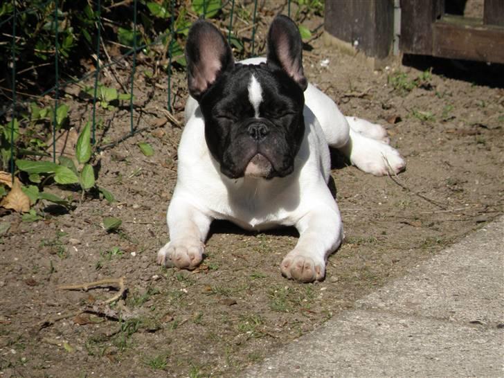 Fransk bulldog Sally billede 2