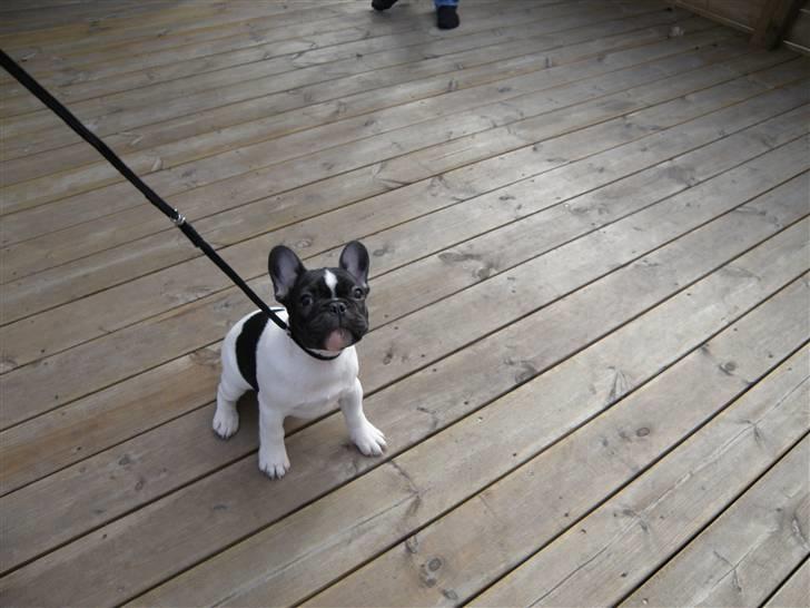 Fransk bulldog Sally billede 3