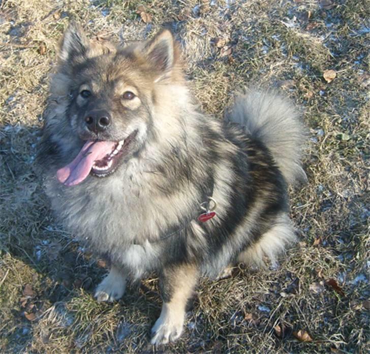 Eurasier Skovagergaards Dorthea - Har jeg ikke bare en lang tunge?! billede 2