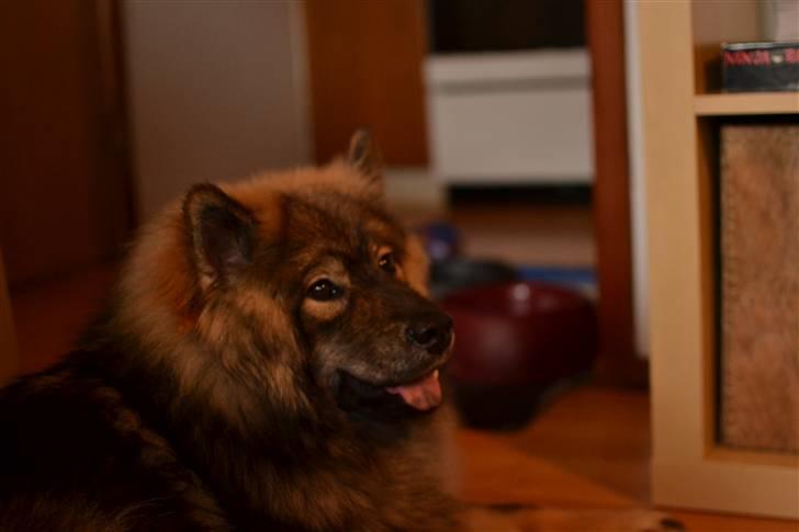 Eurasier Skovagergaards Dorthea - Afslapning, februar 2011. Billedet er taget af Nickie Kühnel billede 3