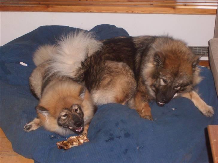 Eurasier Skovagergaards Dorthea - Søster og jeg spiser guffer sammen billede 4