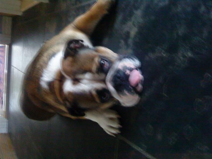 Engelsk bulldog MANSE billede 9