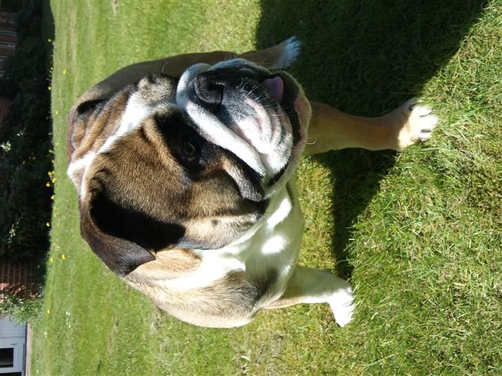 Engelsk bulldog MANSE billede 10