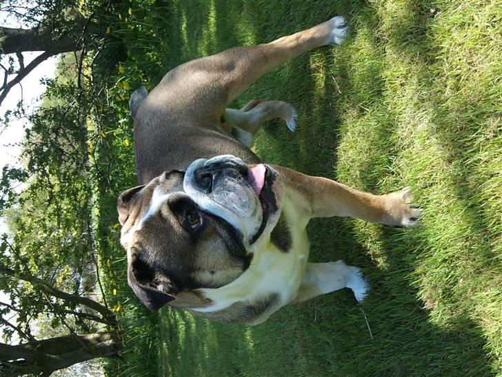 Engelsk bulldog MANSE billede 11