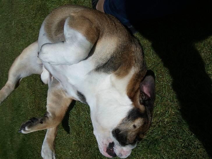 Engelsk bulldog MANSE billede 12