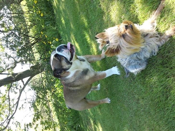 Engelsk bulldog MANSE billede 13