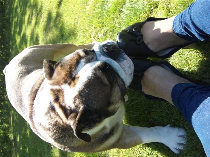 Engelsk bulldog MANSE billede 14