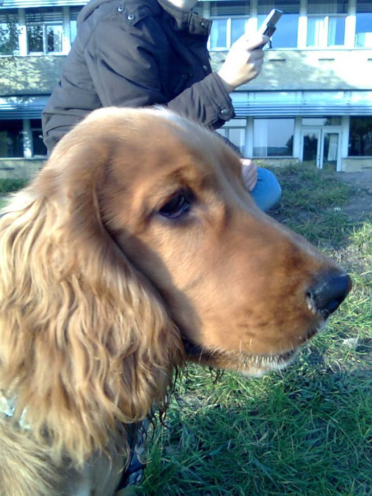 Cocker spaniel SMUT  - på michelles skole sammen med henriette... billede 6