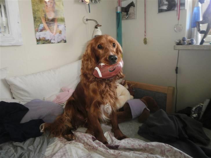 Cocker spaniel SMUT  - Smut elsker at lege med bolde billede 5