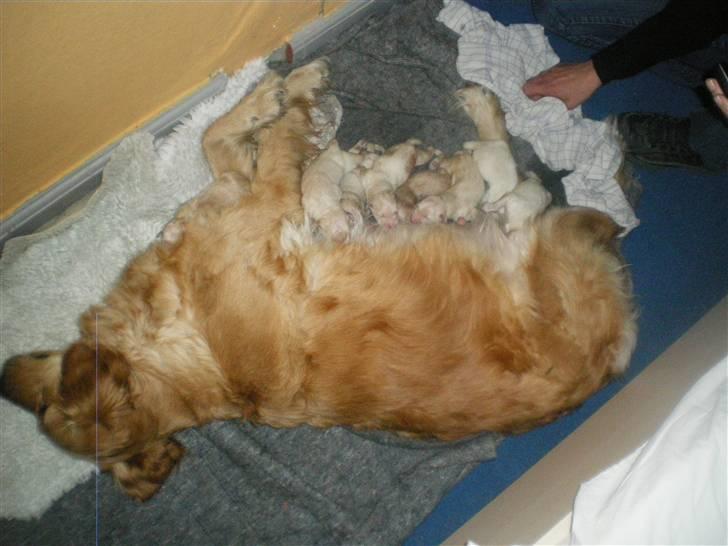 Golden retriever Sallie - Sallie lige fået hvalpe billede 16
