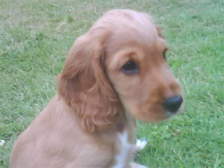 Cocker spaniel SMUT  - Smut som lille billede 2