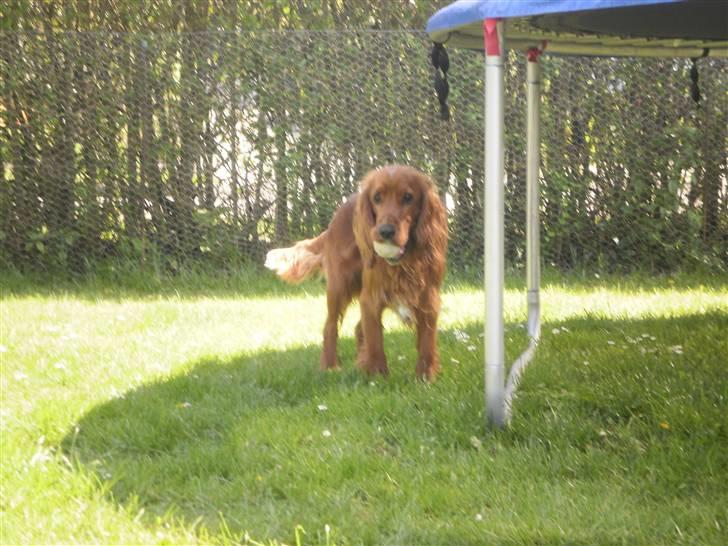 Cocker spaniel SMUT  - ude i haven billede 7