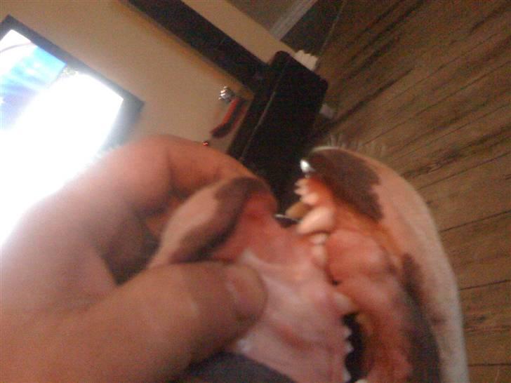 Amerikansk bulldog chevy -  man er vel bully  billede 20