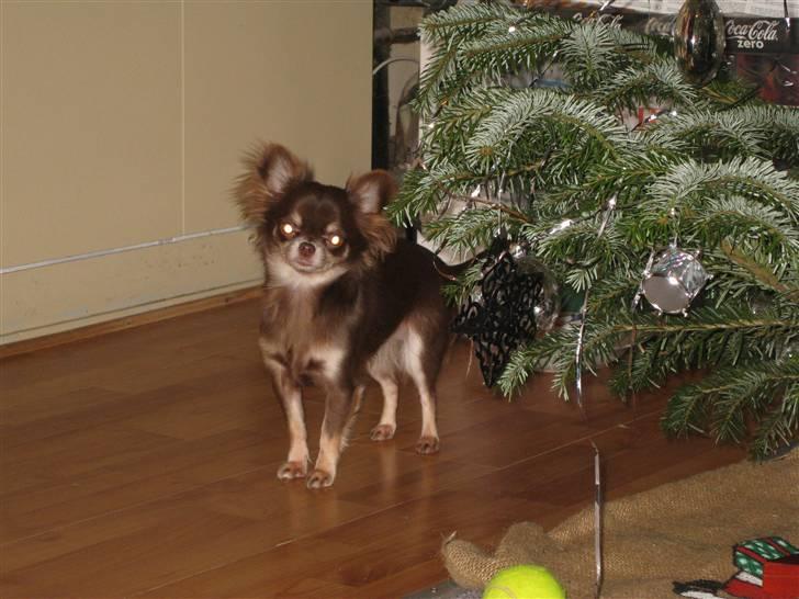 Chihuahua Ballerina billede 19