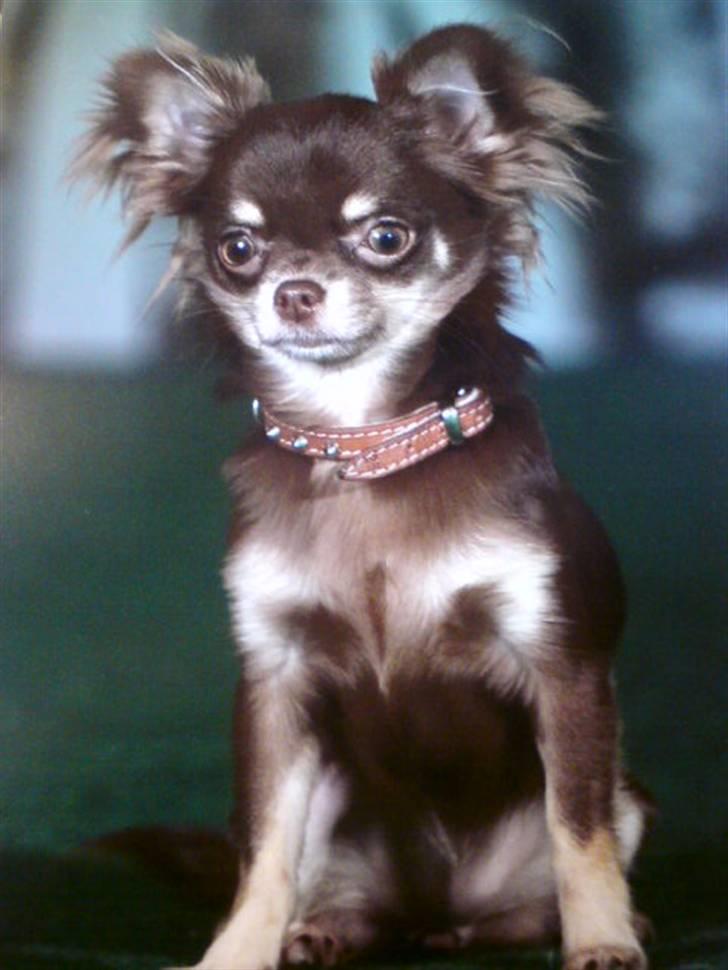 Chihuahua Ballerina billede 20