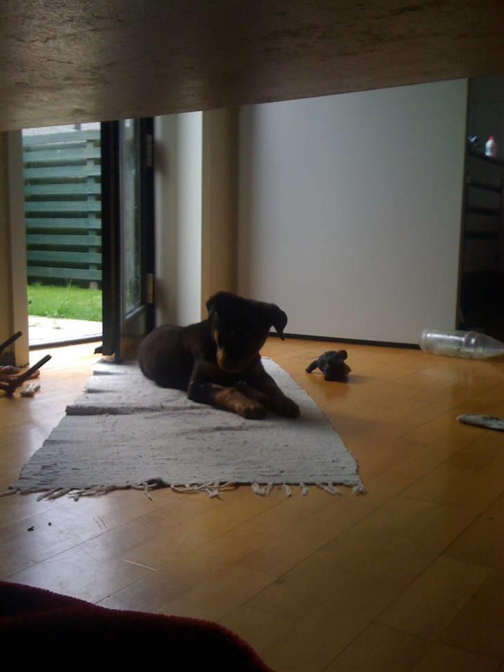 Rottweiler Simba R.I.P billede 9