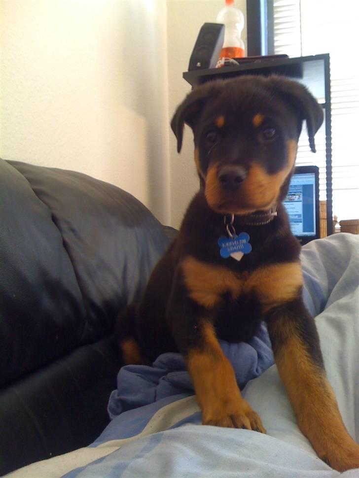 Rottweiler Simba R.I.P billede 10