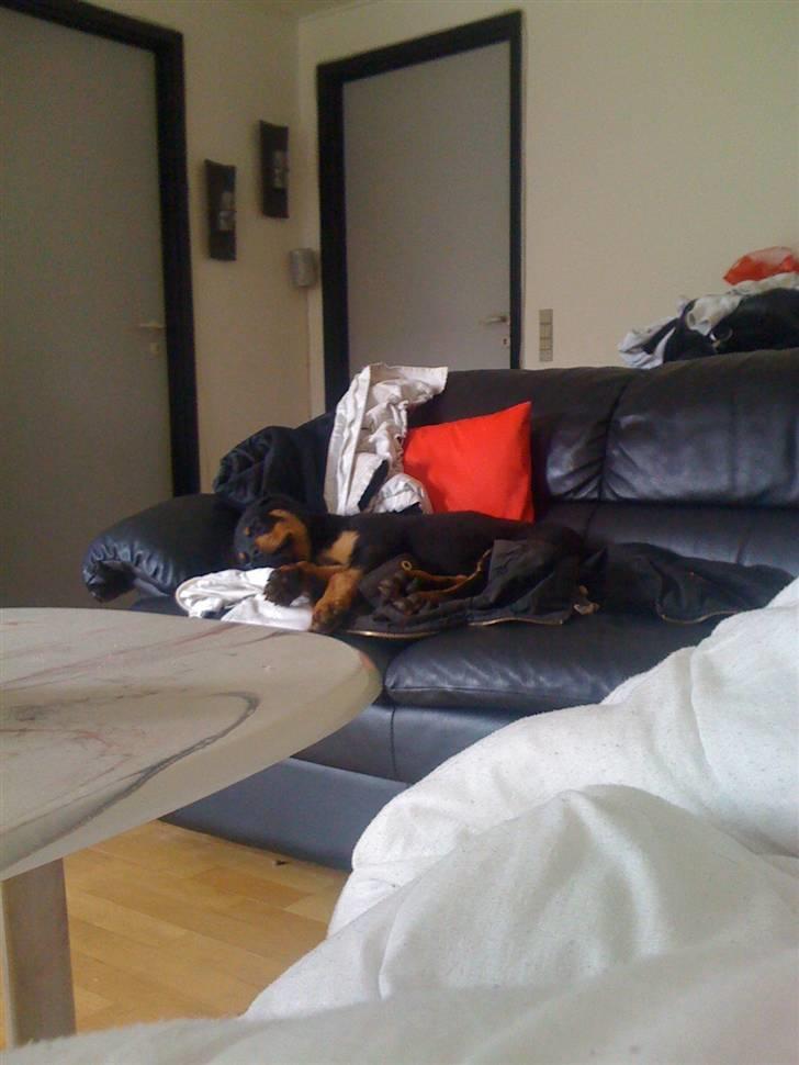 Rottweiler Simba R.I.P billede 11