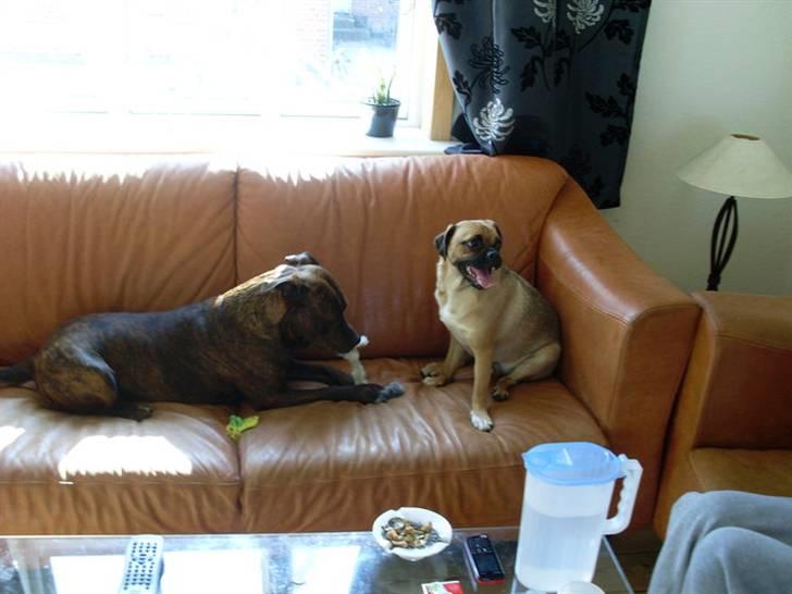 Amerikansk staffordshire terrier - Bessie <3 billede 10