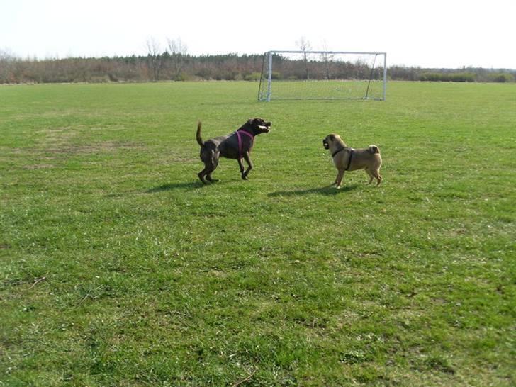 Amerikansk staffordshire terrier - Bessie <3 billede 11