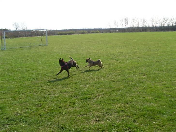 Amerikansk staffordshire terrier - Bessie <3 billede 12