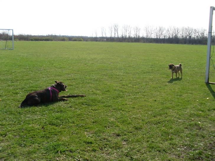 Amerikansk staffordshire terrier - Bessie <3 billede 13