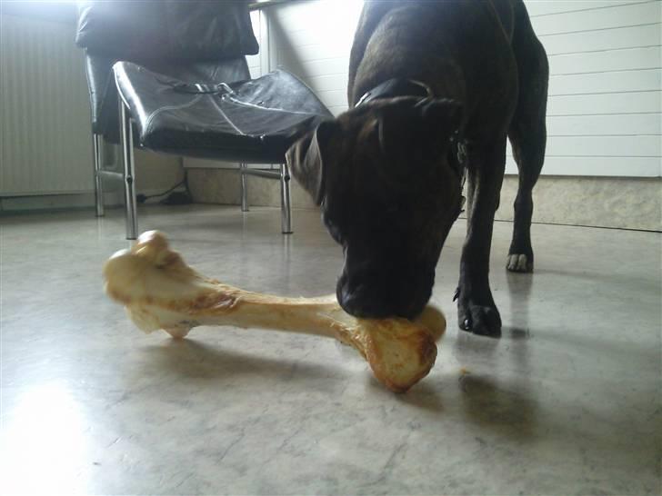 Amerikansk staffordshire terrier Tira billede 10