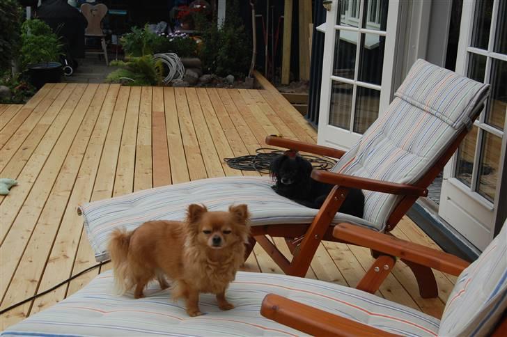 Chihuahua Birkedal's Carlo billede 6