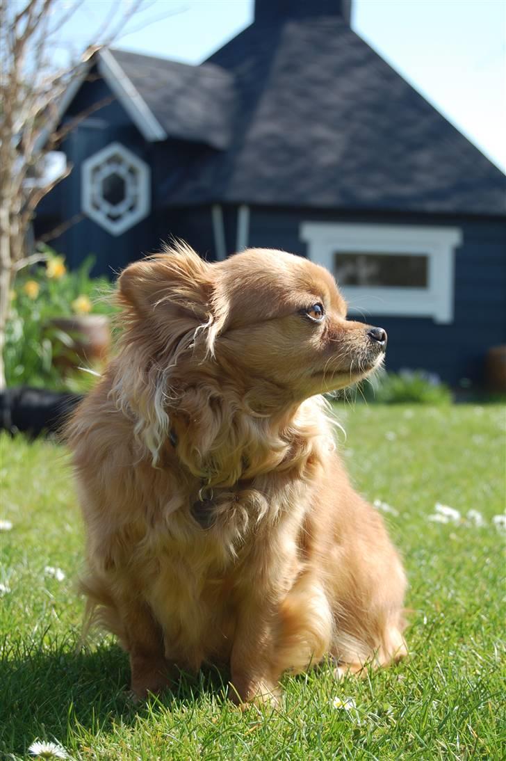 Chihuahua Birkedal's Carlo billede 8