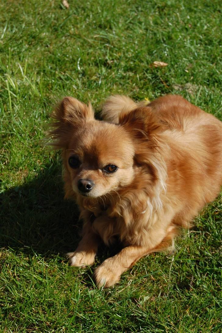 Chihuahua Birkedal's Carlo billede 9