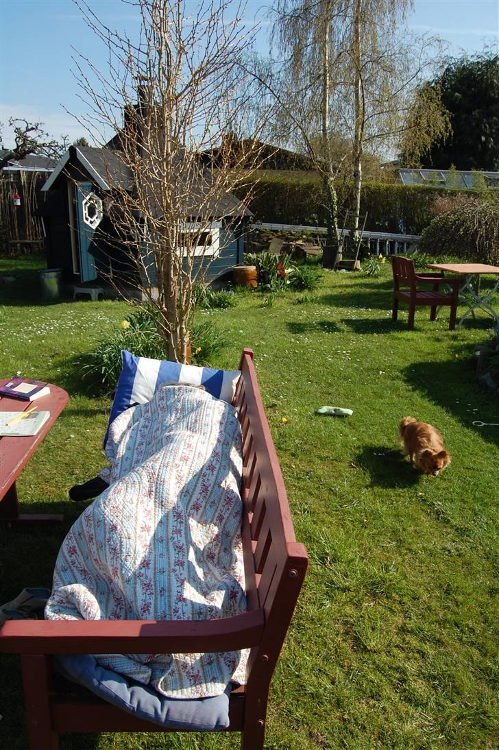 Chihuahua Birkedal's Carlo billede 11