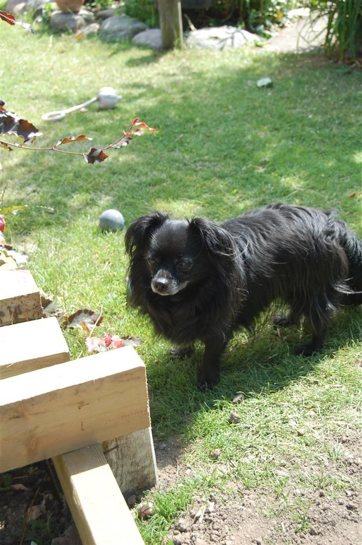 Chihuahua Birkedal's  Topsy - Monty billede 6